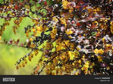 Barberry Berberis Image And Photo Free Trial Bigstock