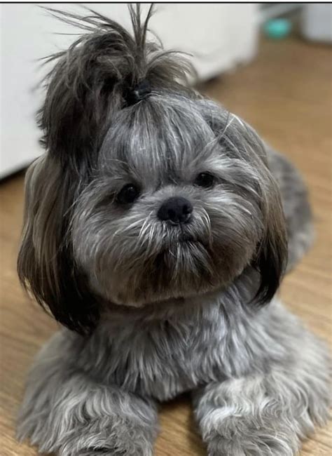 The 7 Best Haircuts For Shih Tzu Artofit