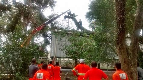 Poda E Remo O De Rvore Subprefeitura Sapopemba Prefeitura Da