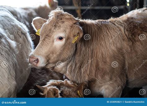 Portrait of Young Cow Calf Charolais in Farm Editorial Photo - Image of ...