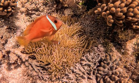 Civa Pearl Farm Matangi Private Island Resort Fiji