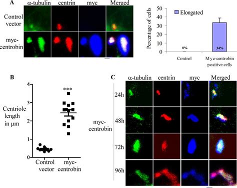 Overexpression Of Centrobin Results In The Abnormal Elongation Of