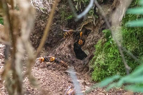 Murder Hornets Eradicated In Us 5 Years After First Spotted In Washington