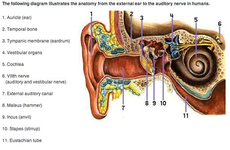 Sensory Organ Ears Hearing And Sound Ssds Science2014 5775