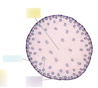 Monocot Stem Diagram Diagram | Quizlet