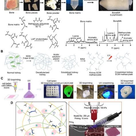 Alginate Is Added To Improve Decm Bioink Printability A Image Of