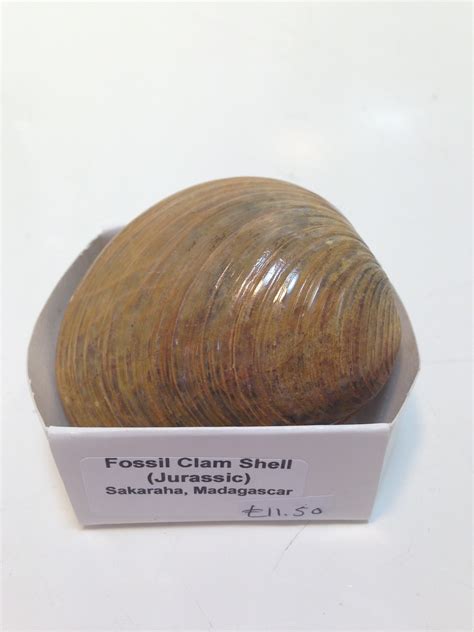 Fossil Clam Shell - Creetown Gem Rock Museum