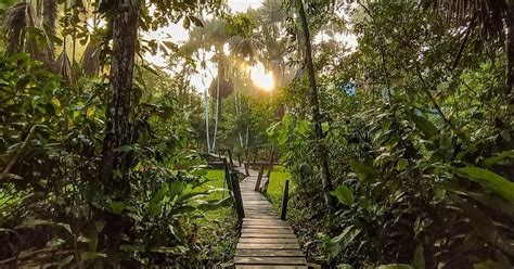 Sobrevivientes de la selva El impactante documental de los niños