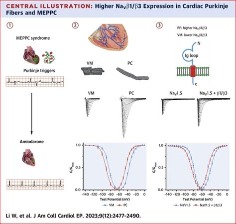 Higher Sodium Channel Excitability In Cardiac Purkinje Fibers