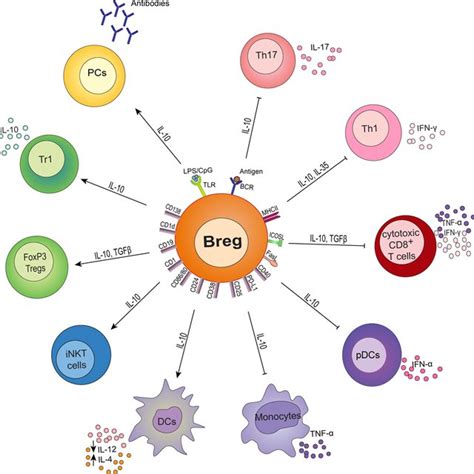 Mechanisms Of Immune Suppression By Bregs Human Bregs Suppress Th1 And