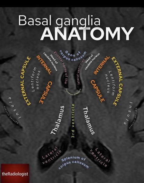 Oren Gottfried Md On Twitter Radiologistpage