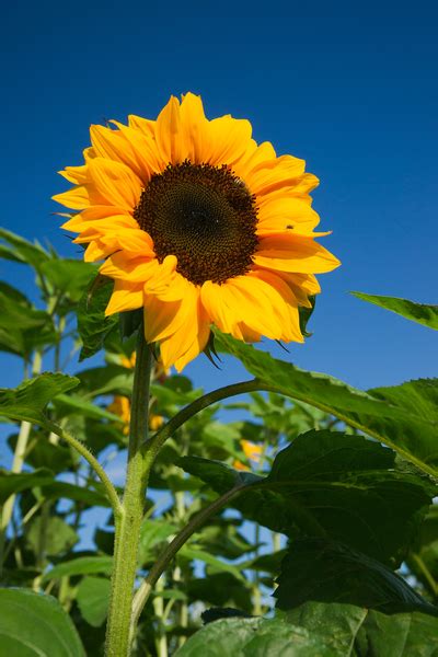 Kostenlose Sonnenblumen Bilder Lustig Steinturm Auf Holz Mit