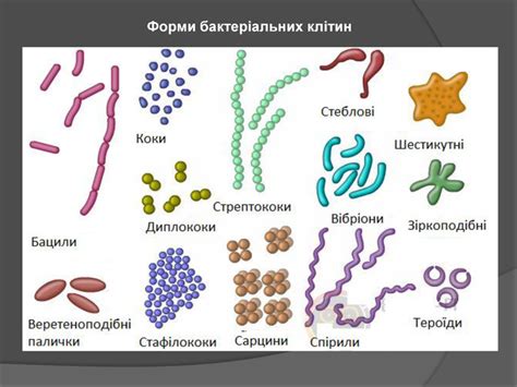 Презентація "Прокаріотичні організми: Бактерії"