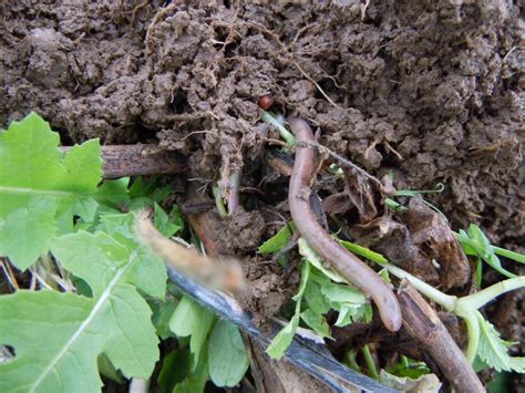 Short Cover Crops Put Down Deep Roots Plant Cover Crops