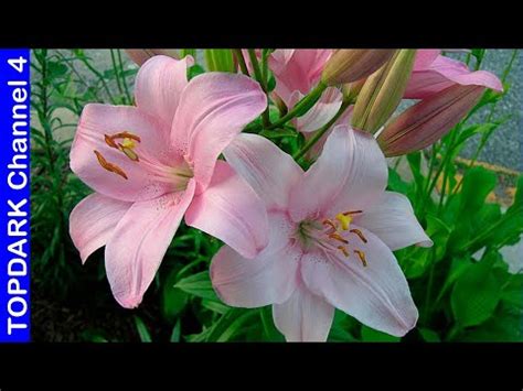 Descubre La Belleza De Las Flores Lirio Variedades Y Cuidados Flor