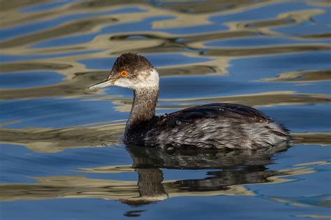 Red necked grebe – A guide to Irelands protected habitats & species