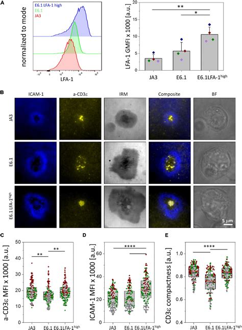 Frontiers Increasing Lfa Expression Enhances Immune Synapse