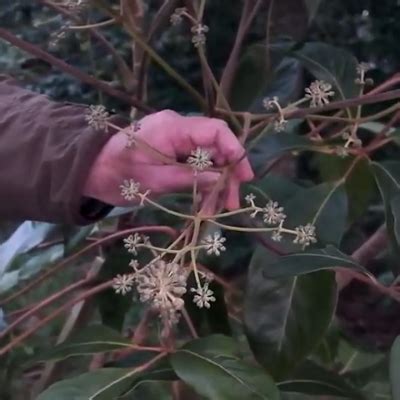 Schefflera Species In The Garden Caerhays Estate