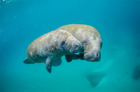 Endangered Status Petitioned For Manatees Dying By Pollution Caused