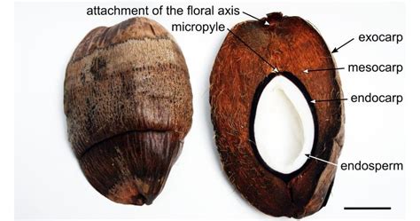 Cut Open Ripe Fruit Of The Coconut Palm Cocos Nucifera Left