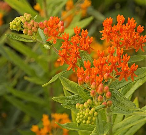 2828 Asclepias Tuberosa Gay Butterflies 7238 Birds And Blooms