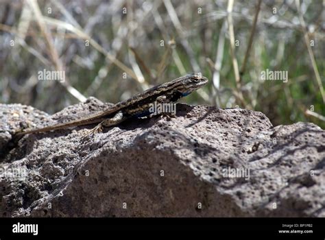 An Eastern Fence Lizard Sceloporus Undulatus Sunning On A Rock Of