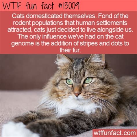 WTF Fun Fact 13009 - Cats Domesticated Themselves