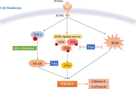 Frontiers Fumitremorgin C Attenuates Osteoclast Formation And