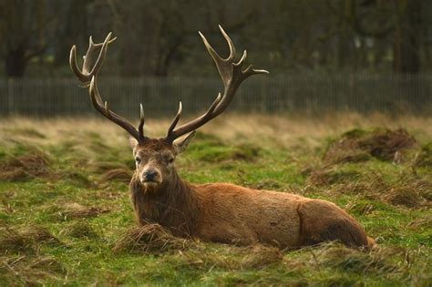 Red Deer Cervus Elaphus Photorator