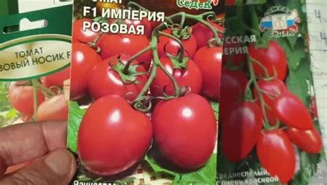 Обзор и мой выбор самых урожайных томатов для теплицы. | Прибалтийская ...