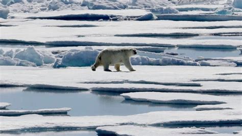 The Arctic just had its warmest winter on record | CBC News