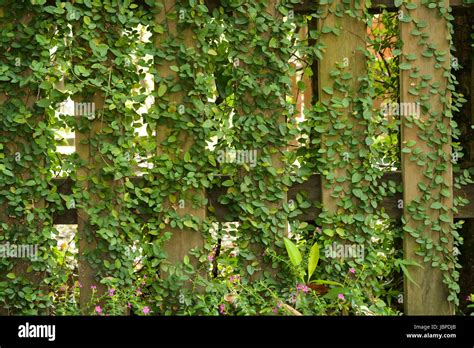 Leaf Plant Over Wood Fence Background Stock Photo Alamy