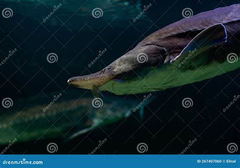 Kaluga Sturgeon, Huso Dauricus. Fish in Water. Underwater Stock Photo - Image of fresh, aquarium ...