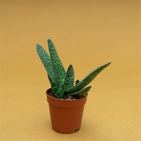 Gasteria Verrucosa Ag Sanremo