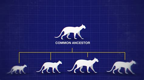 Evolution By Natural Selection Evolution Of Species National 5 Biology Revision Bbc Bitesize