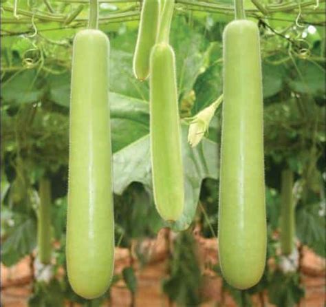 Bottle Gourd Cultivation Information Guide