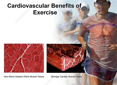 Cardiovascular Benefits of Exercise - Stock Image - C043/6996 - Science ...