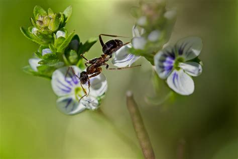 Wallpaper Nature Closeup Branch Blossom Bokeh Bee Flower Plant Flora Fauna