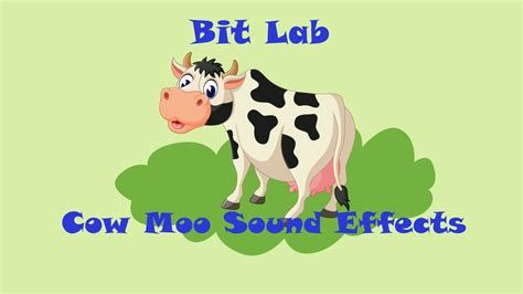 Animal Sounds Cow Moo Sound Effects Youtube