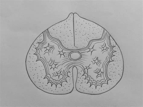 Draw It Neat How To Draw Ts Of Spinal Cord