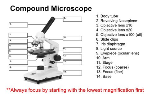 Microscopy Diagram Quizlet