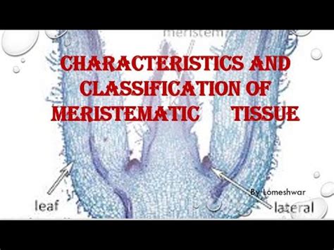 Meristematic Tissues Characteristics And Its Classification Youtube