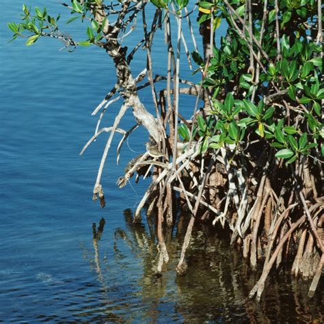 Animals in the Mangrove Ecosystem | Sciencing