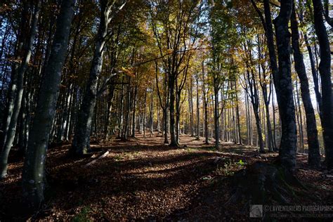 Foreste Casentinesi Incanto Autunnale In Faggeta Parco N Flickr