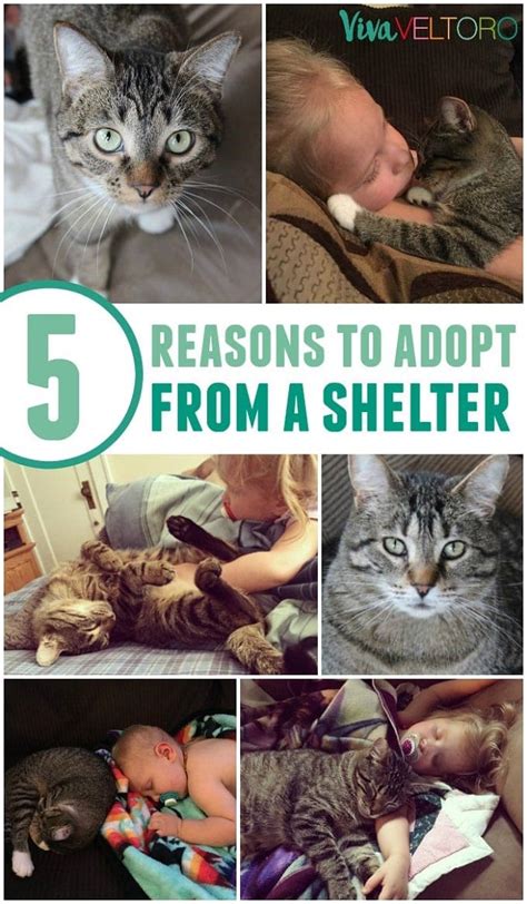 reasons  adopt  shelter pet   giveaway viva veltoro