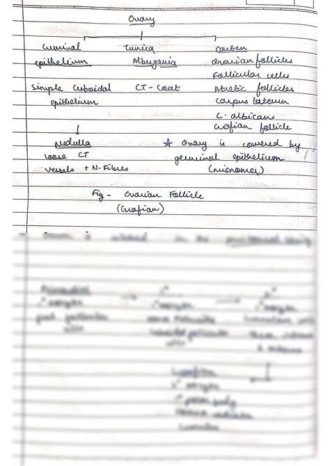 SOLUTION: The reproductive system female - Studypool
