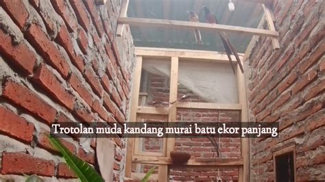 Panen Anakan Burung Murai Batu Ekor Panjang Hasil Silangan Darah Impor