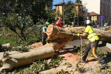 Milano Un Bando Per Ricavare Opere D Arte Dagli Alberi Abbattutti