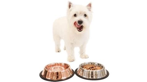 Are Copper Dog Bowls Safe