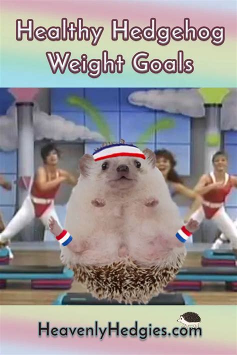 Healthy Hedgehog Weight - Heavenly Hedgies